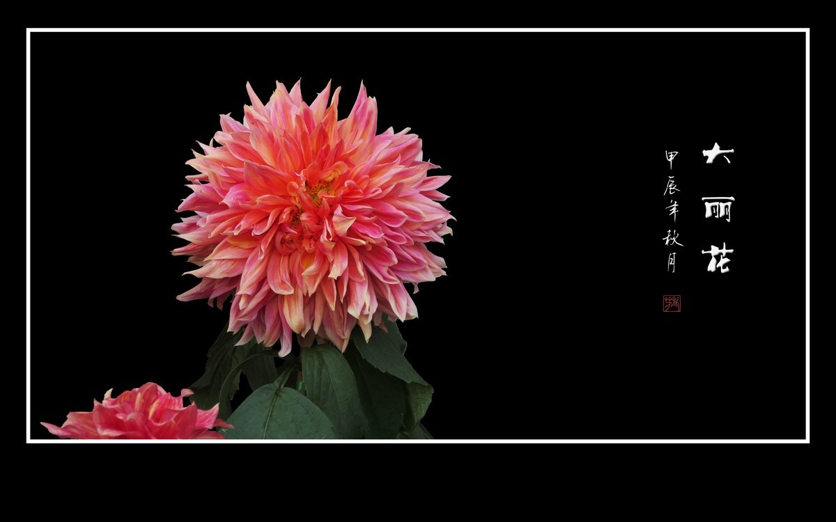 华贵艳丽的大丽花