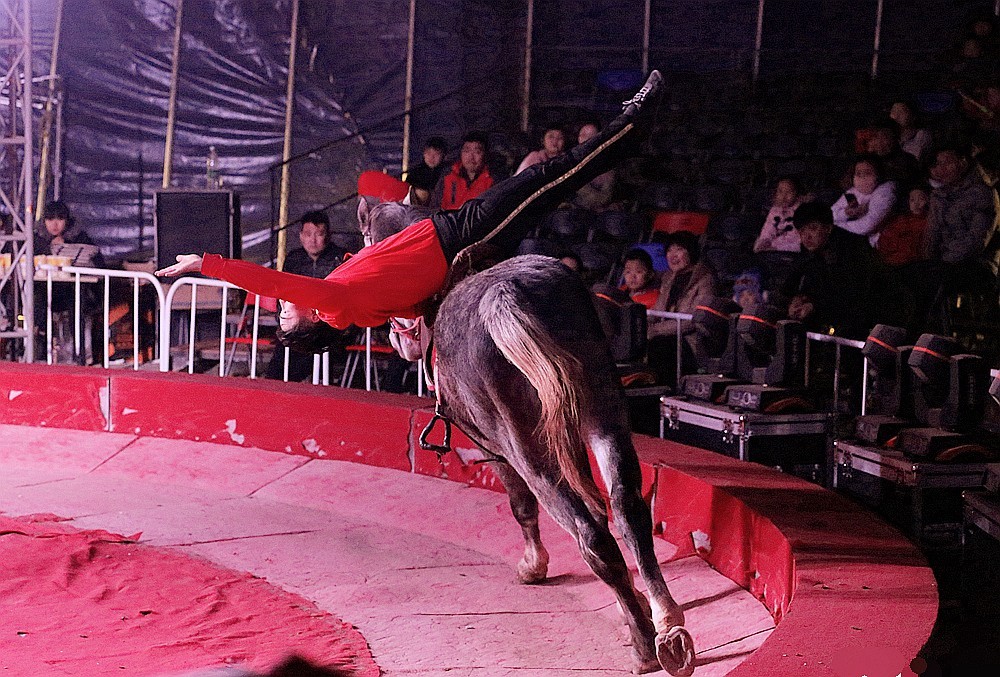 《不老松：纪实摄影》马术！