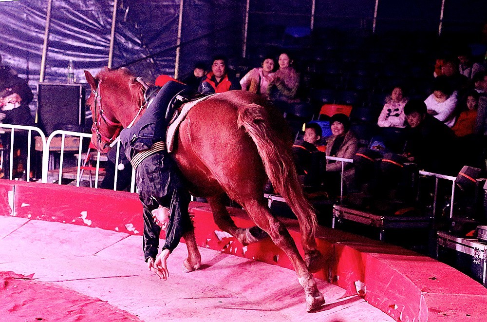 《不老松：纪实摄影》马术！