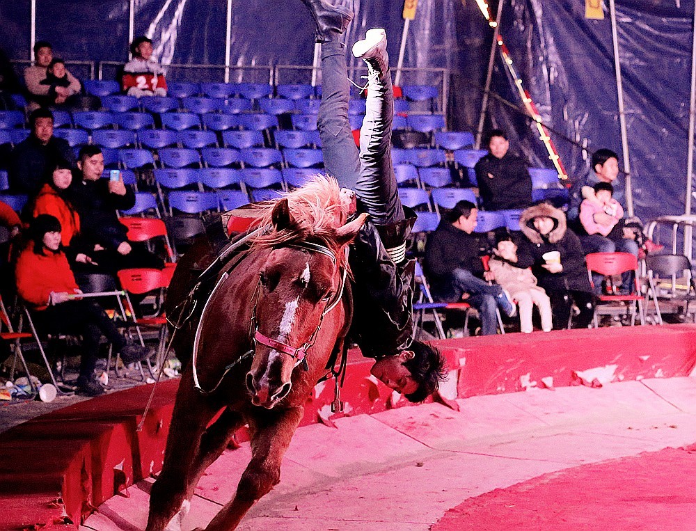 《不老松：纪实摄影》马术！