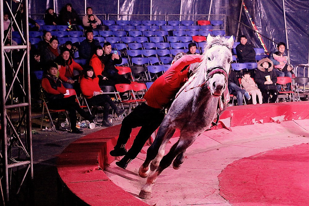 《不老松：纪实摄影》马术！