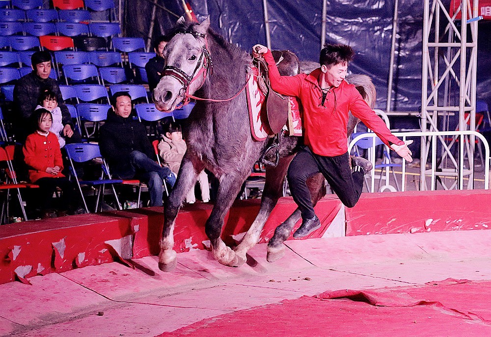 《不老松：纪实摄影》马术！