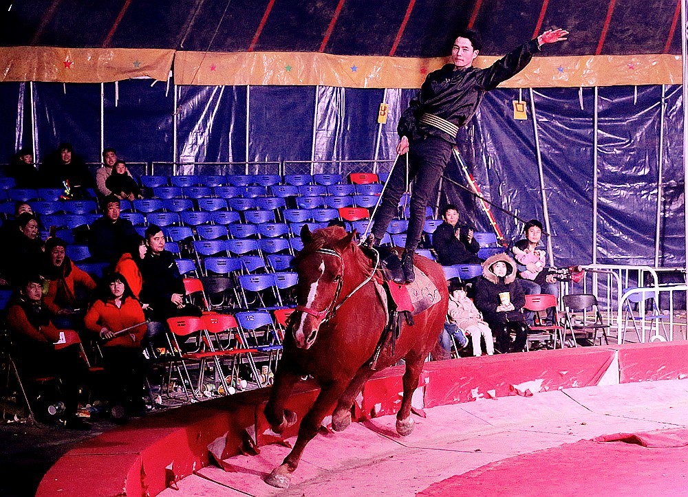 《不老松：纪实摄影》马术！