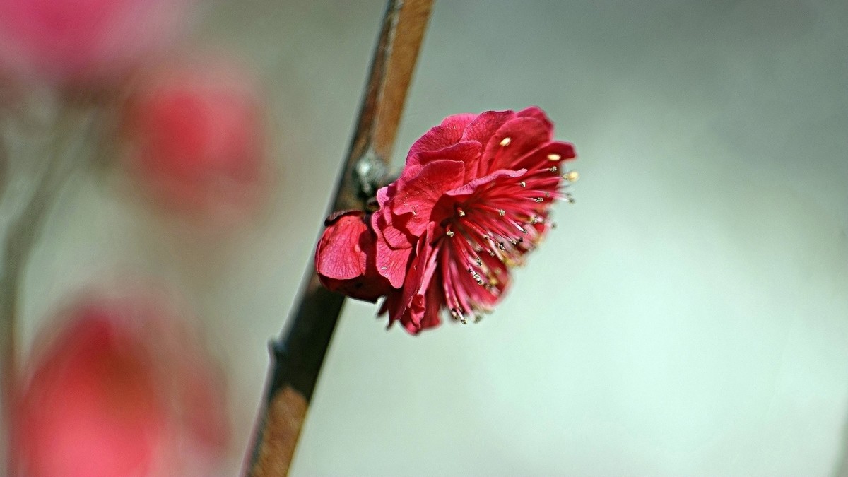 公园遛弯儿拍梅花