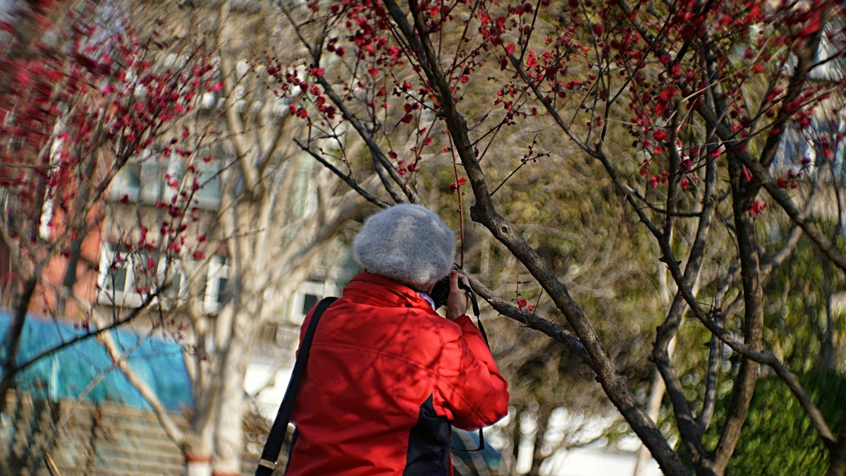 公园遛弯儿拍梅花