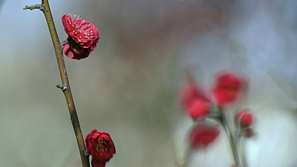 公园遛弯儿拍梅花