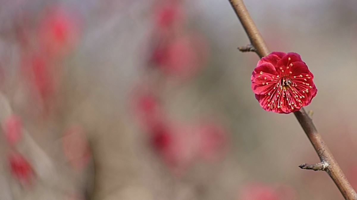 公园遛弯儿拍梅花