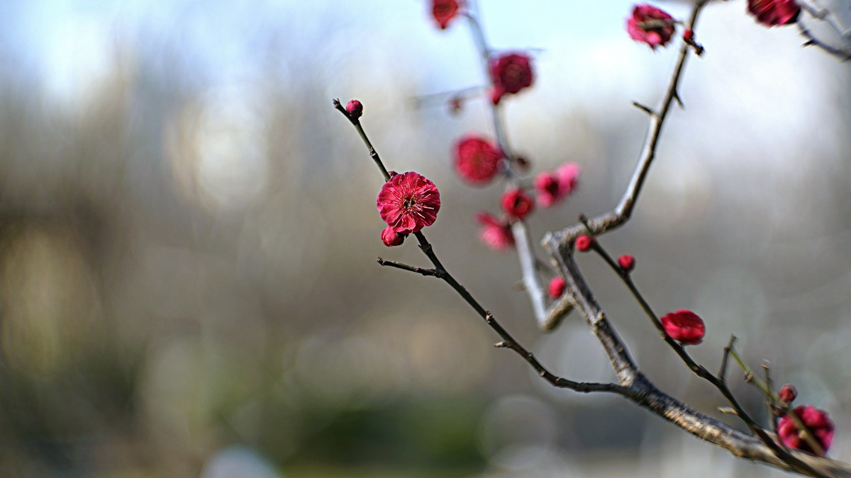 公园遛弯儿拍梅花