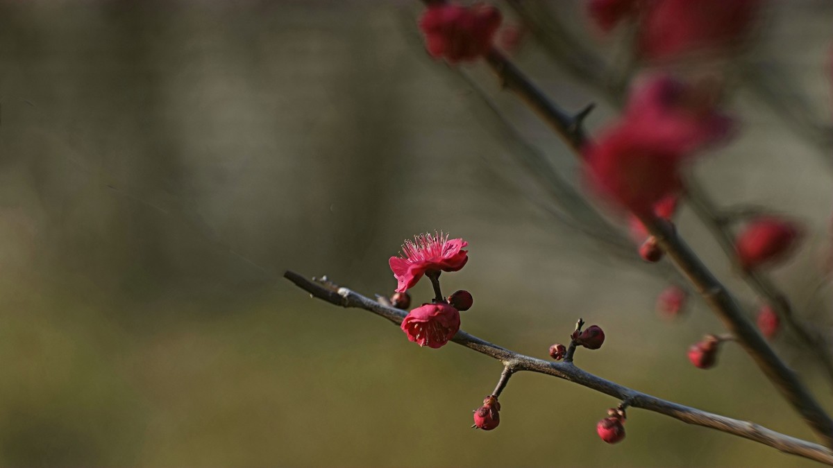 公园遛弯儿拍梅花