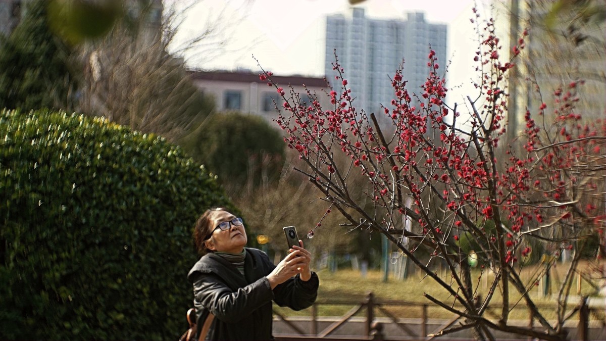 公园遛弯儿拍梅花