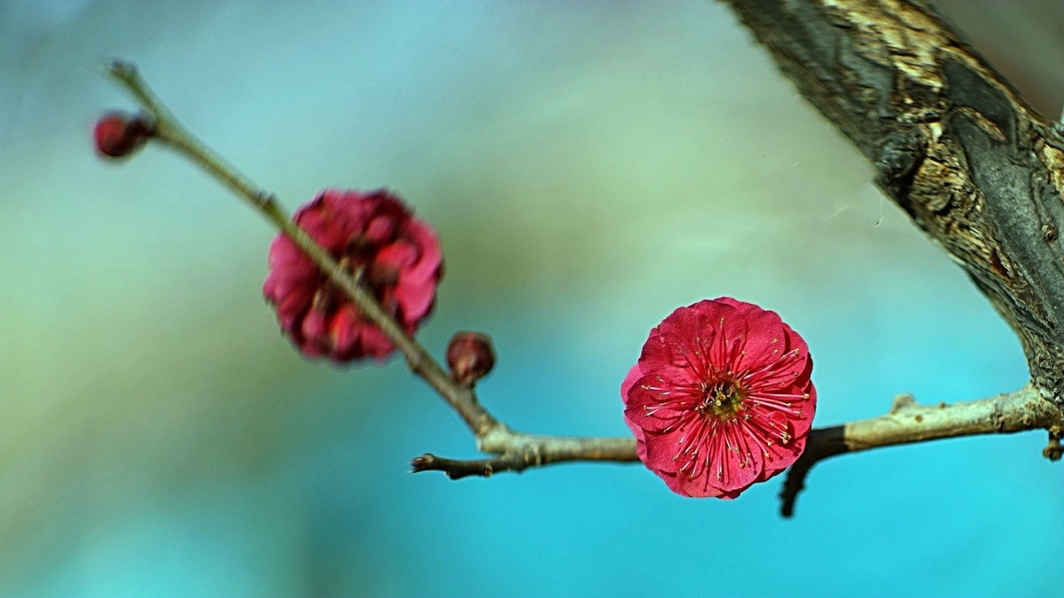 公园遛弯儿拍梅花