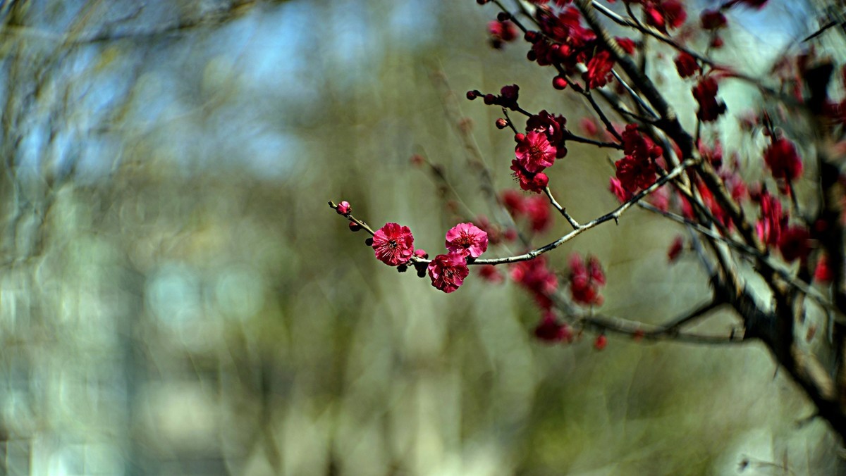 公园遛弯儿拍梅花