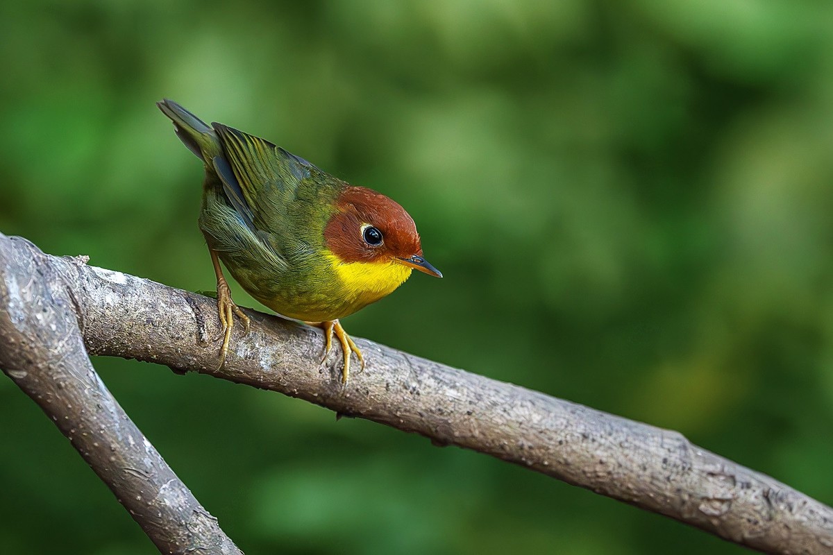再刷高黎贡山百花岭