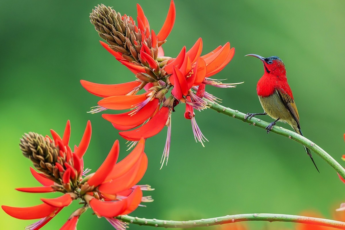 再刷高黎贡山百花岭