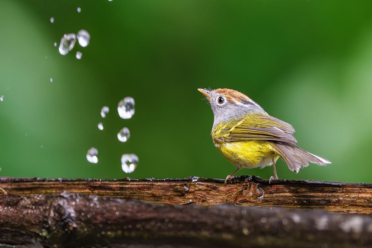 再刷高黎贡山百花岭