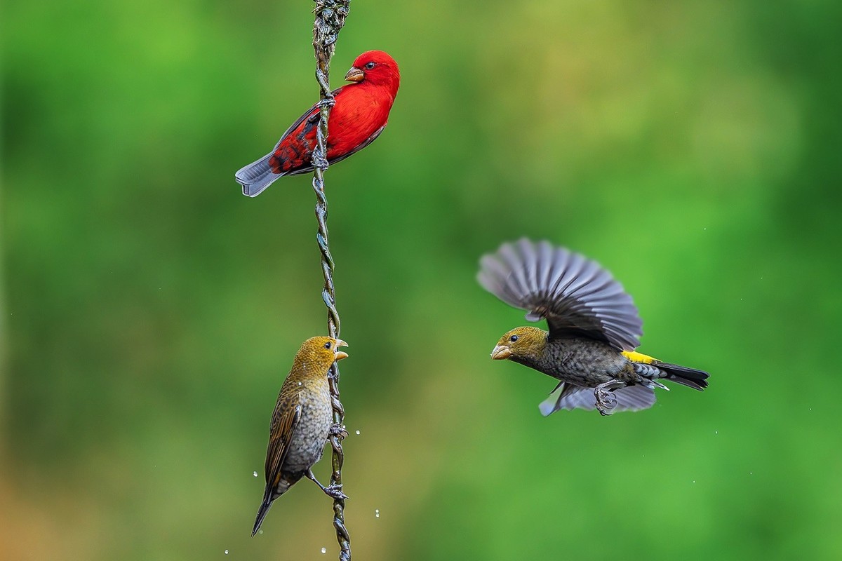 再刷高黎贡山百花岭