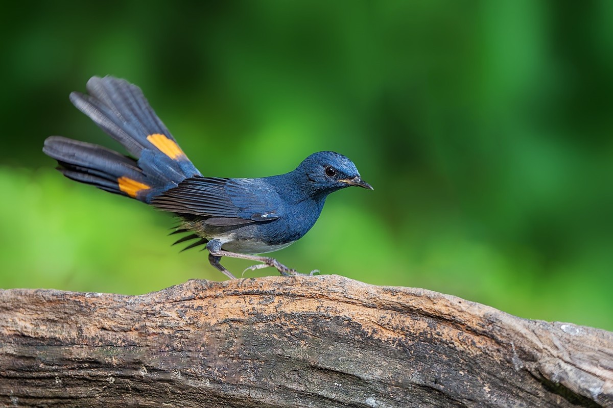 再刷高黎贡山百花岭