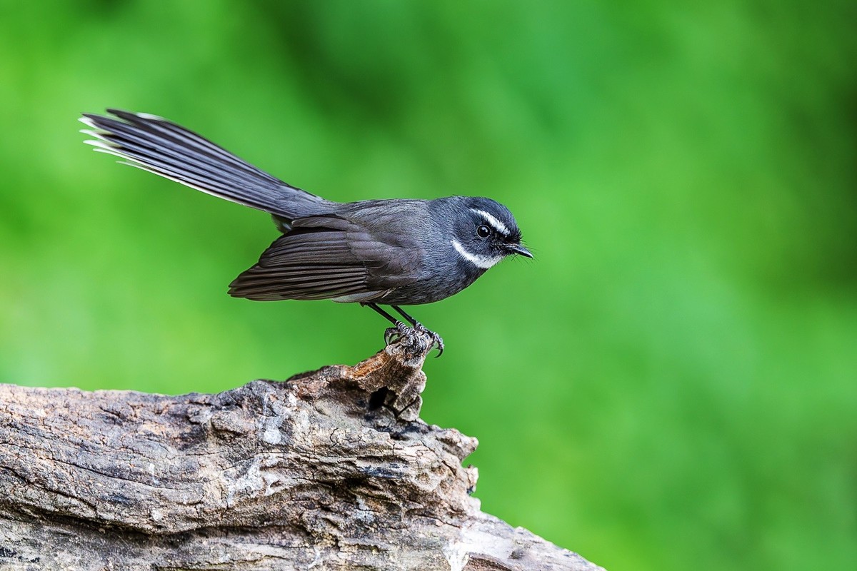 再刷高黎贡山百花岭