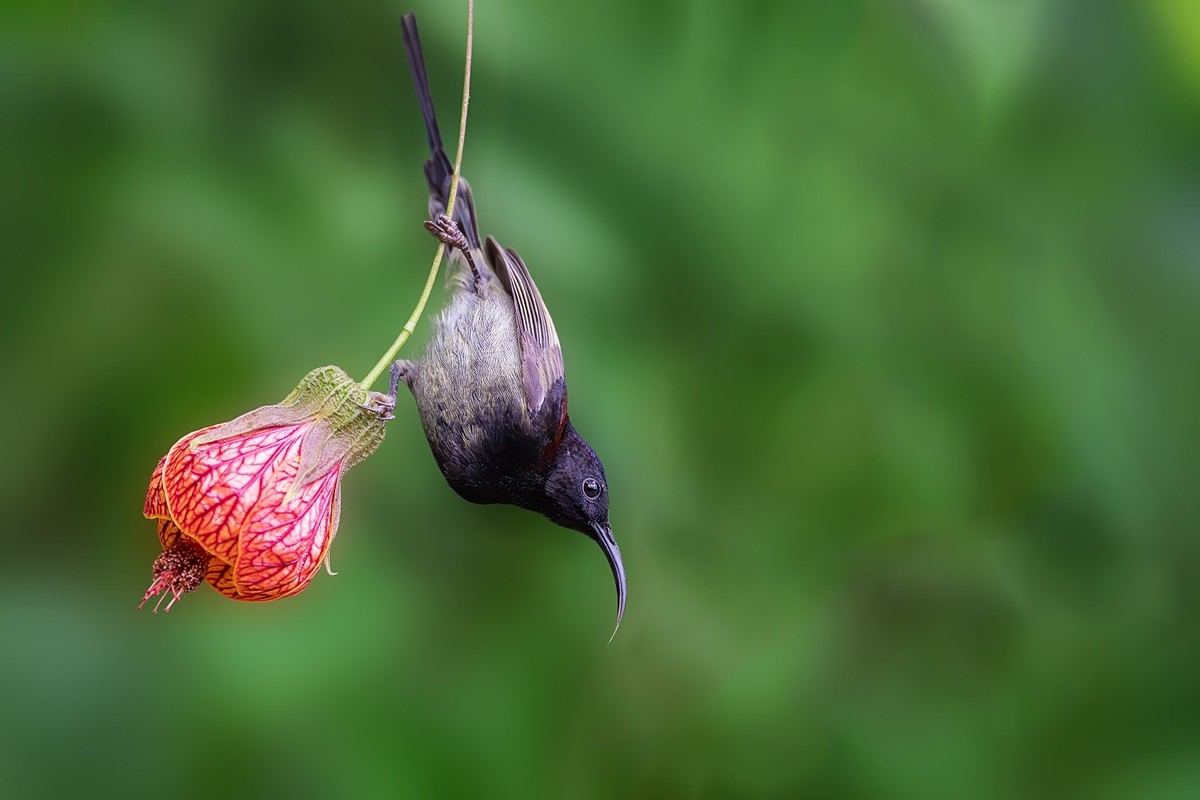 再刷高黎贡山百花岭