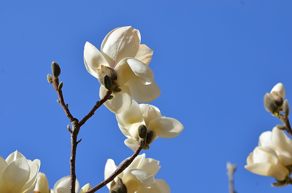 2025玉兰花（7）