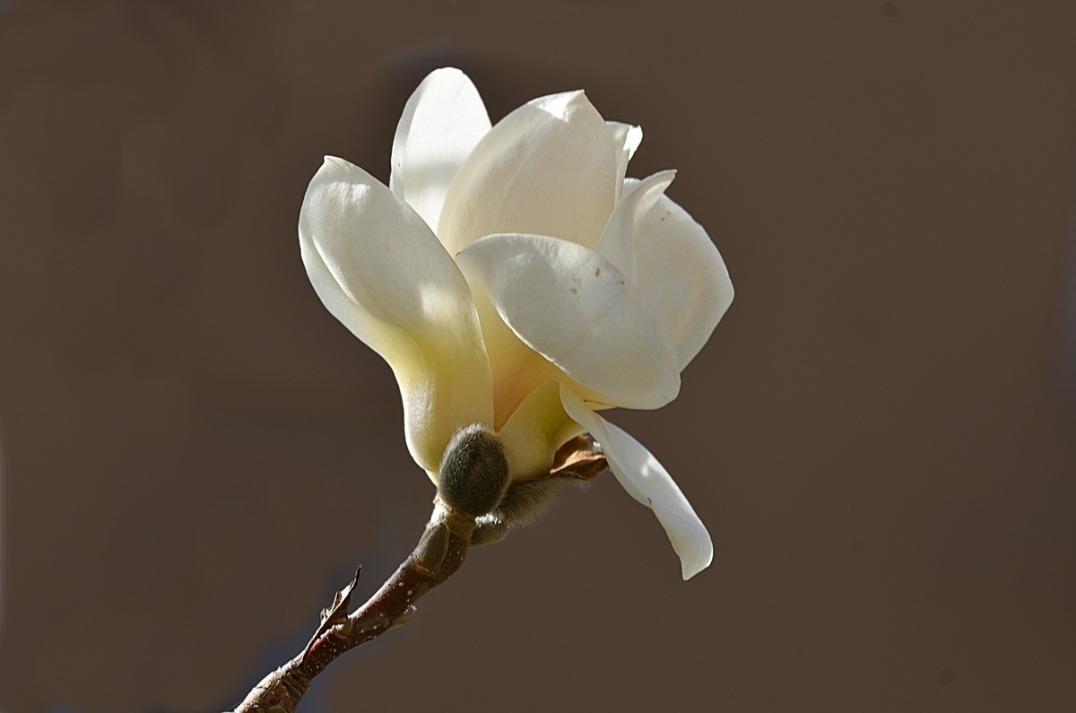 2025玉兰花（7）