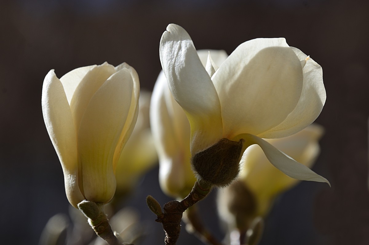 2025玉兰花（7）