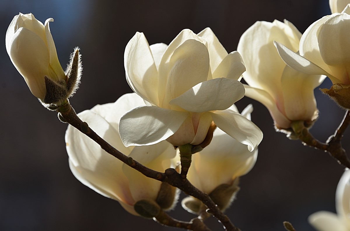 2025玉兰花（7）