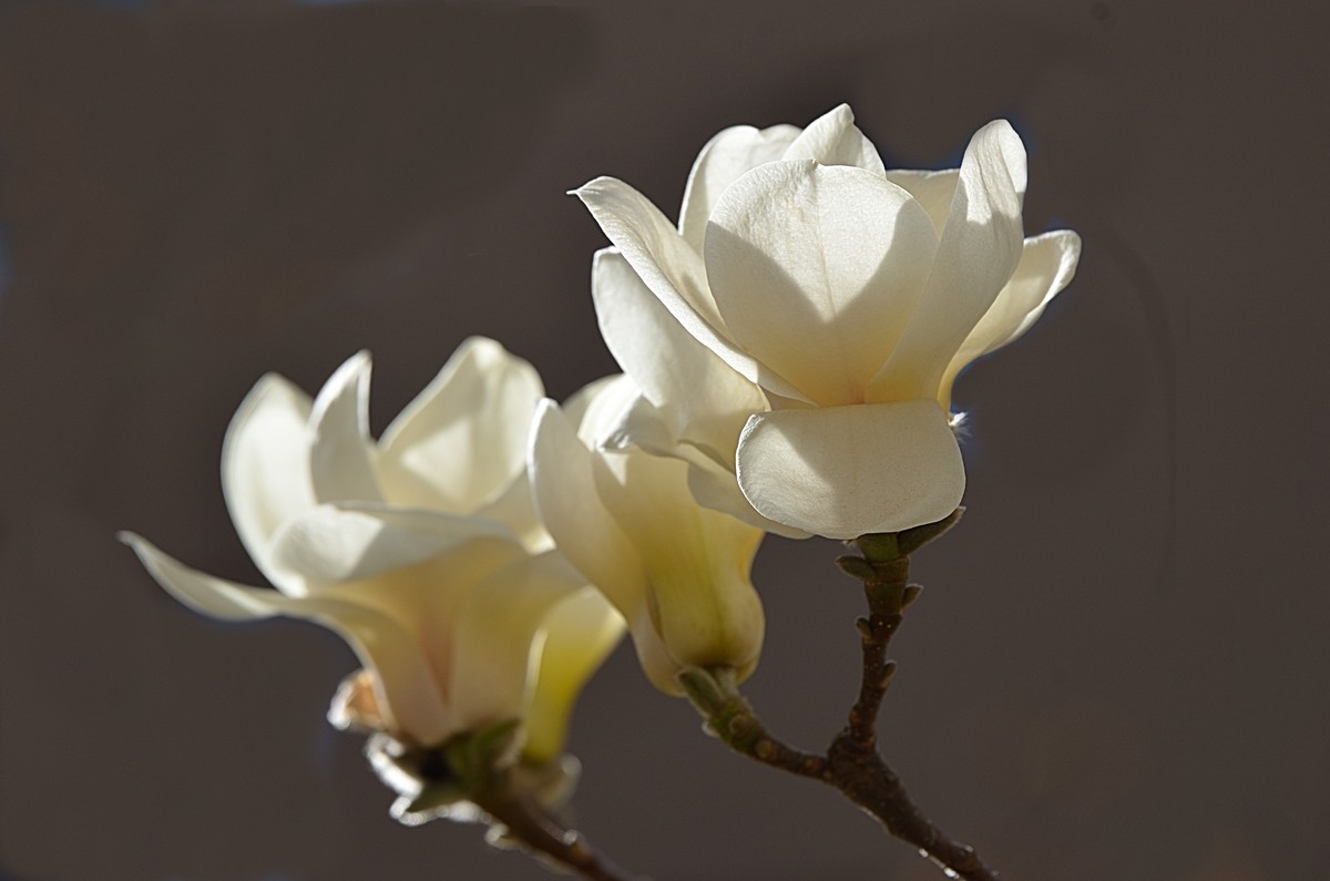 2025玉兰花（7）