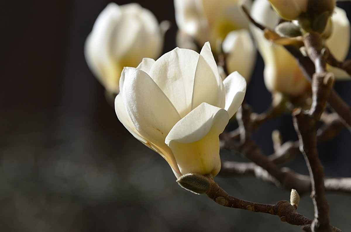 2025玉兰花（7）