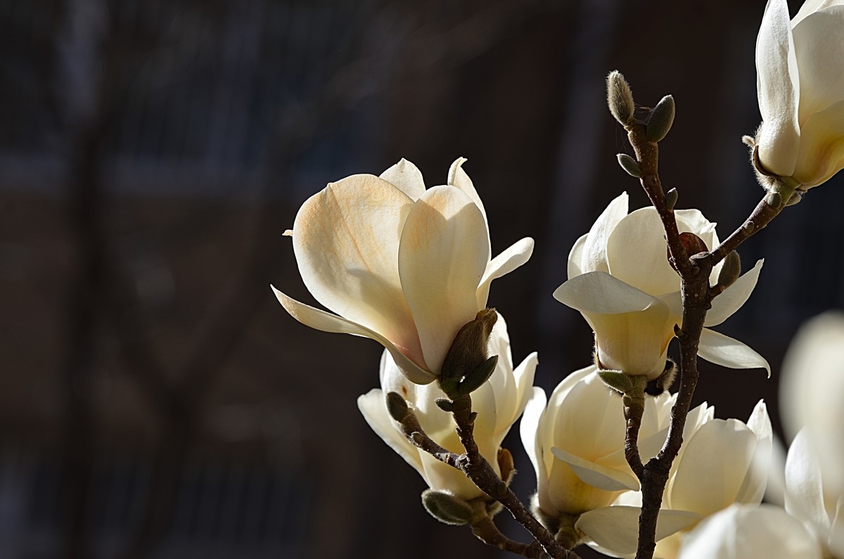 2025玉兰花（7）