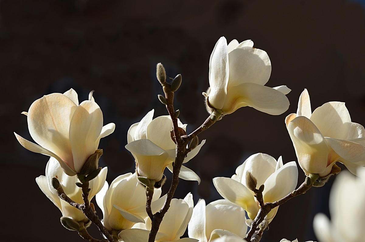 2025玉兰花（7）