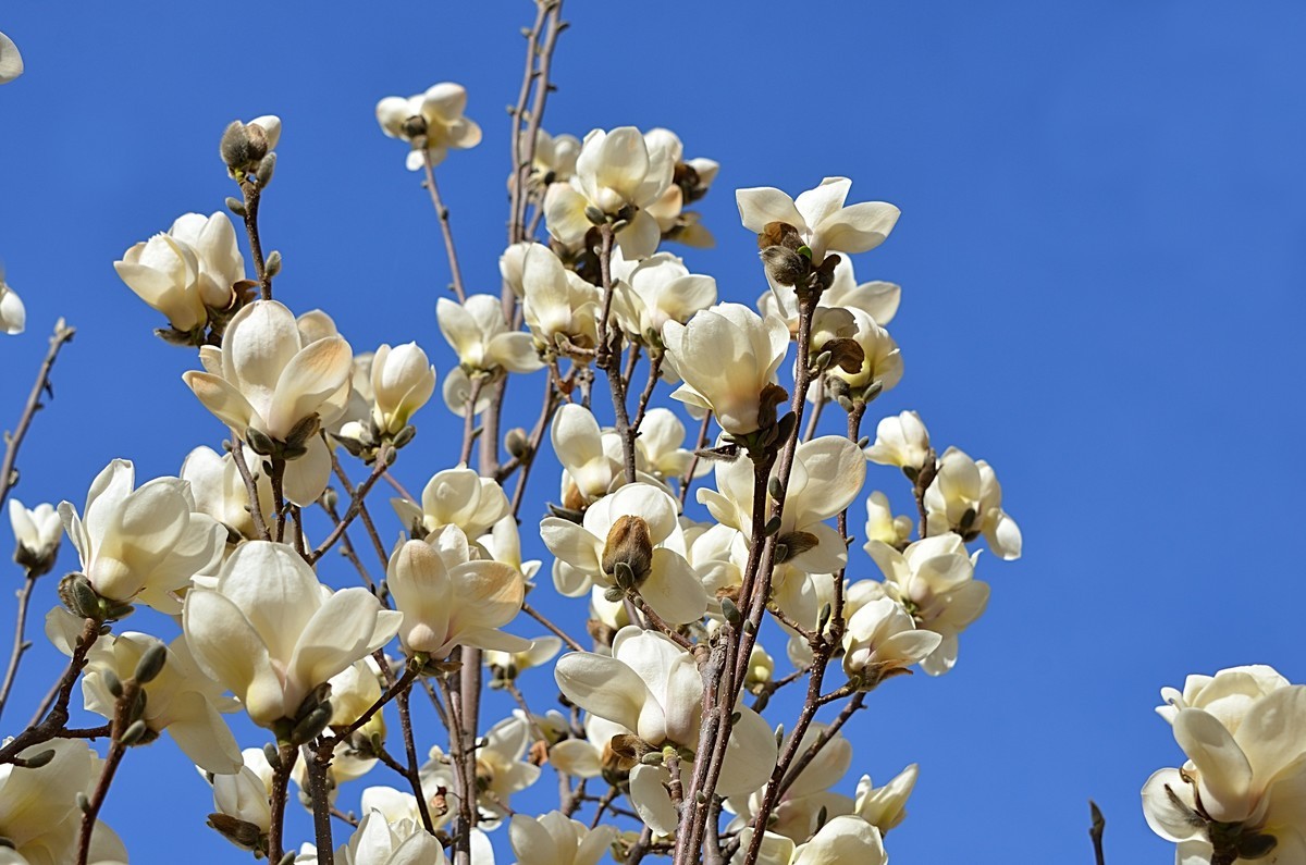 2025玉兰花（8）