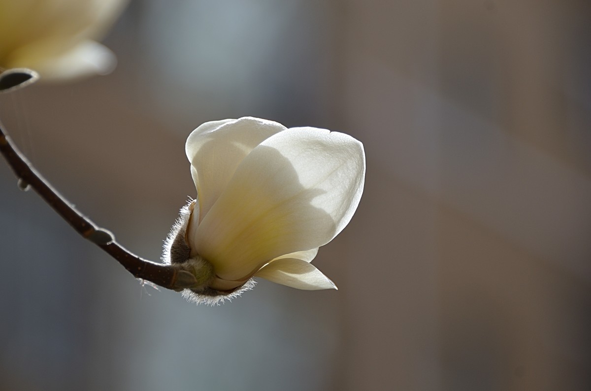 2025玉兰花（8）