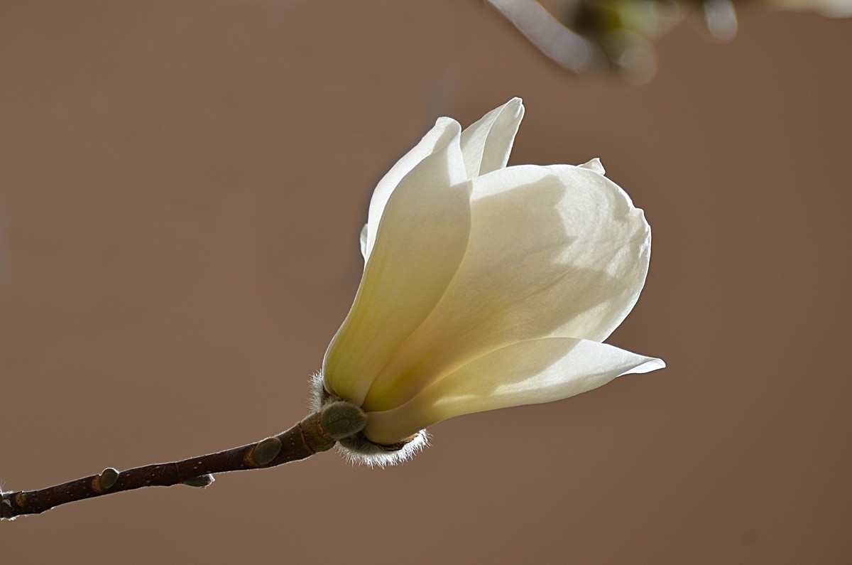 2025玉兰花（8）