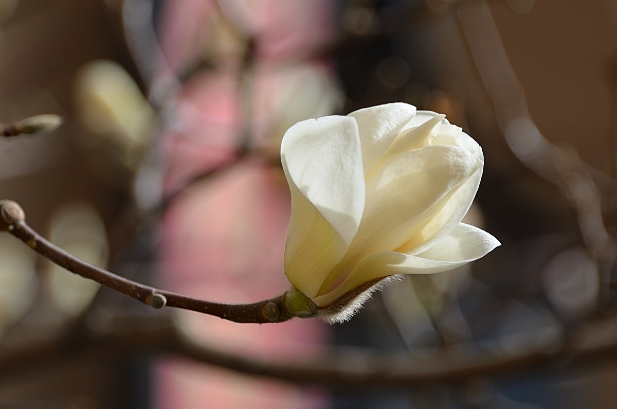 2025玉兰花（8）