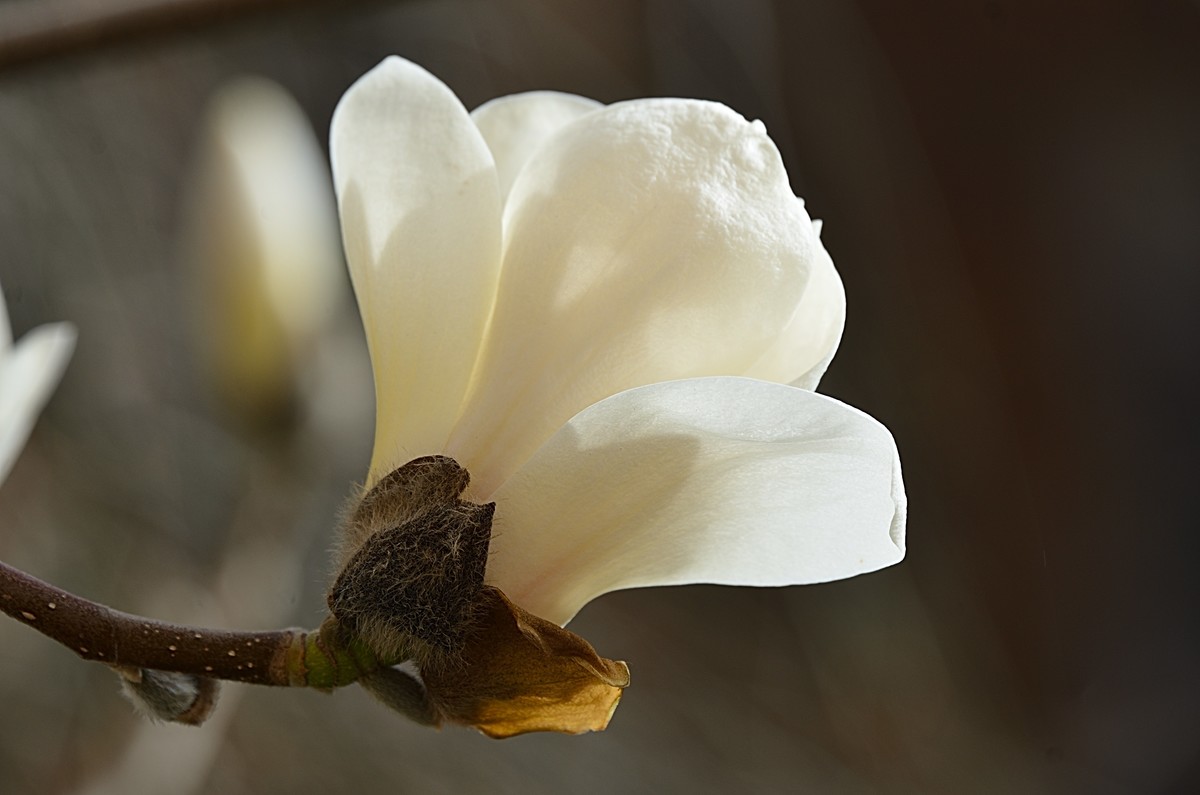 2025玉兰花（8）