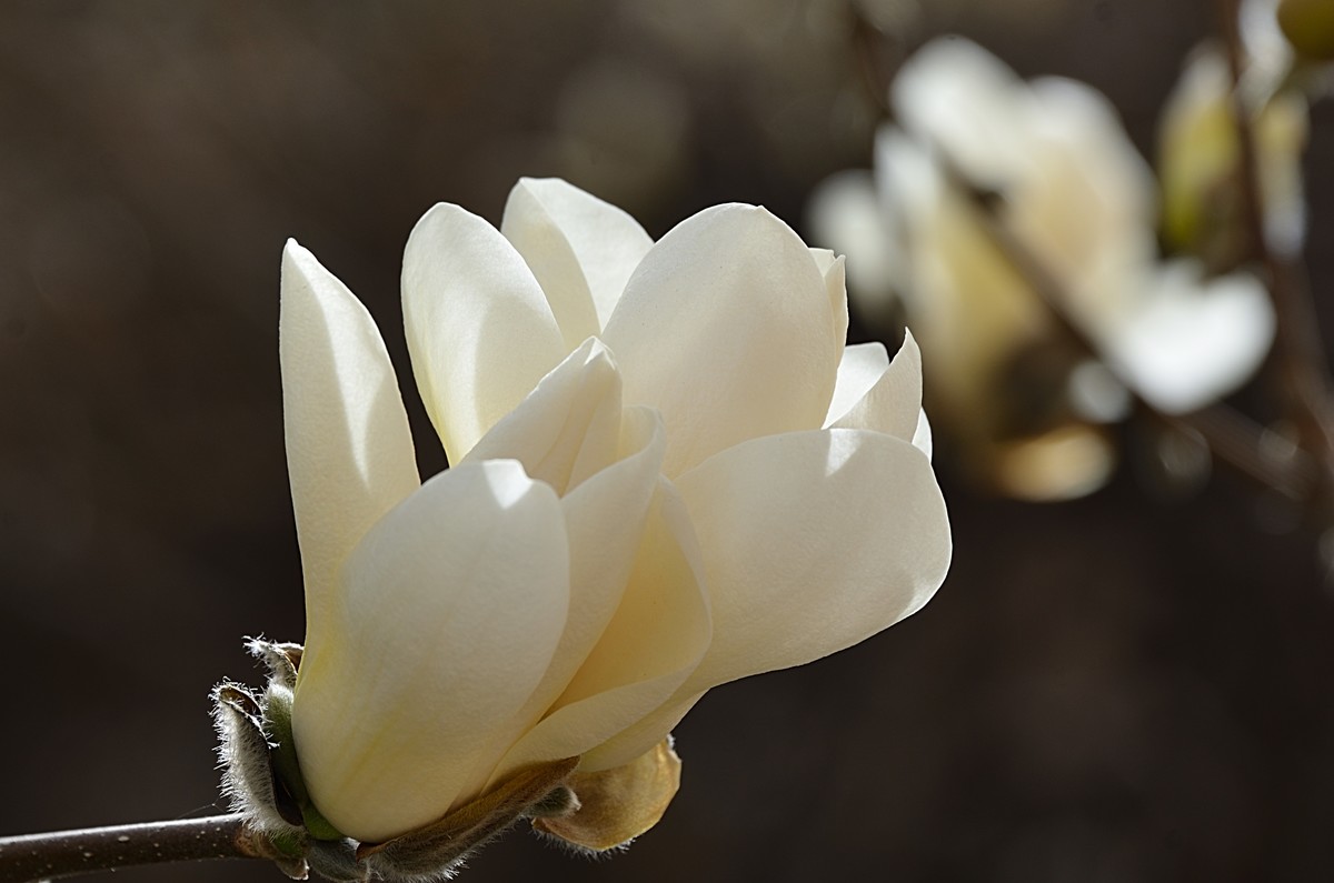 2025玉兰花（8）