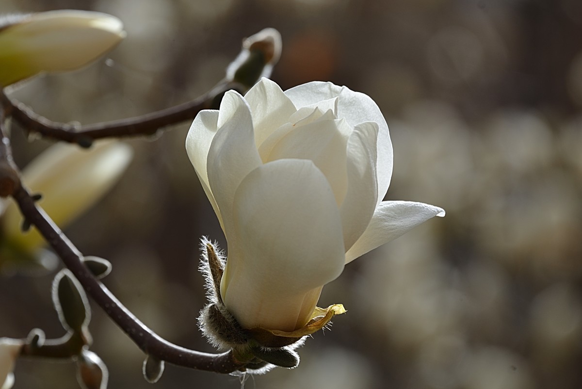 2025玉兰花（8）