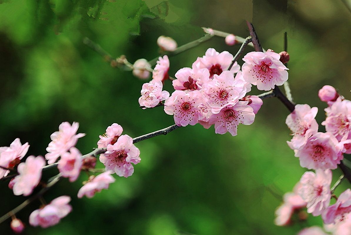 又见美人梅（五）