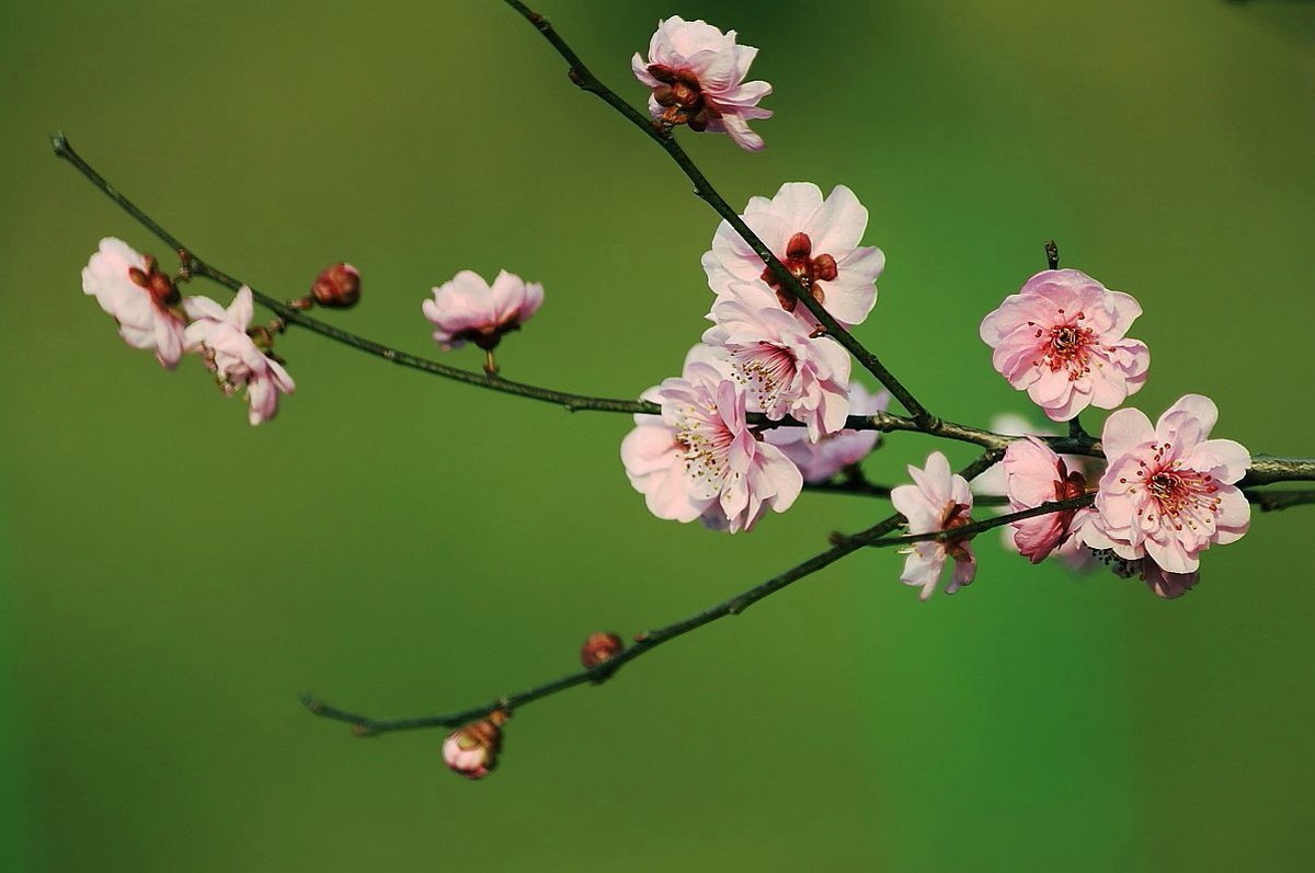 又见美人梅（五）