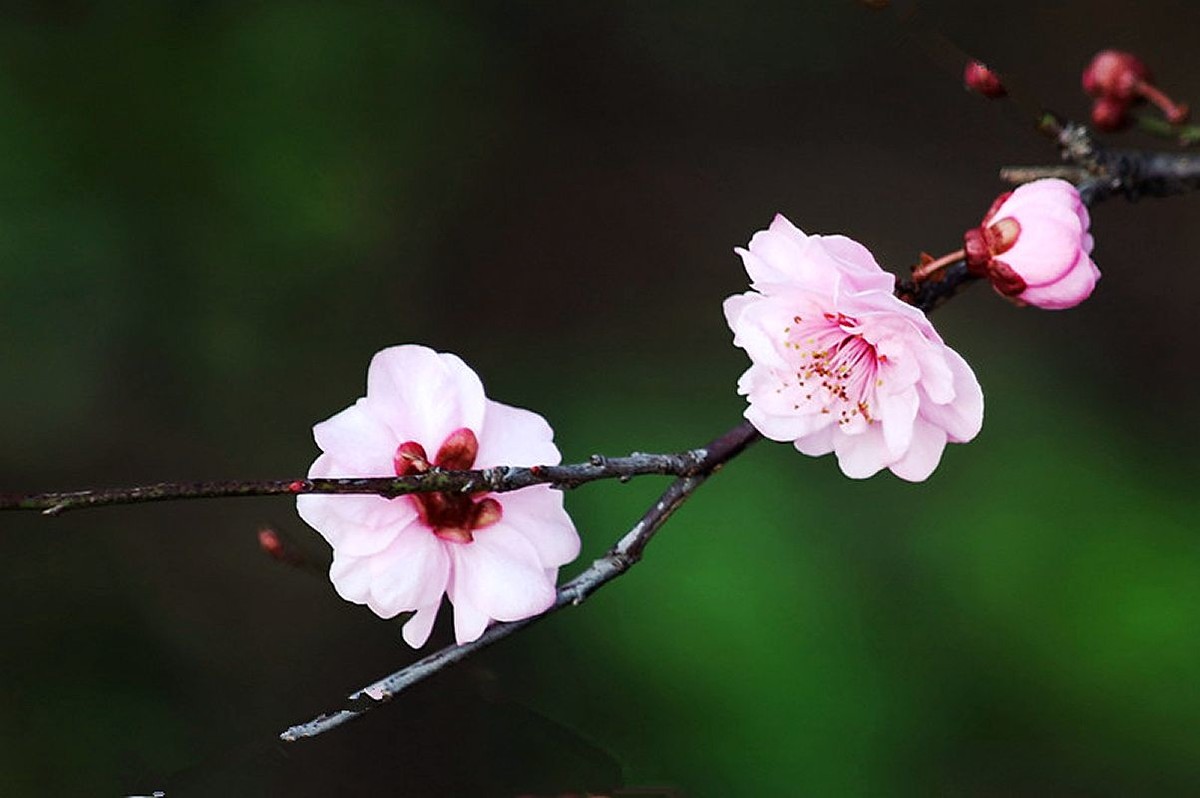 又见美人梅（五）