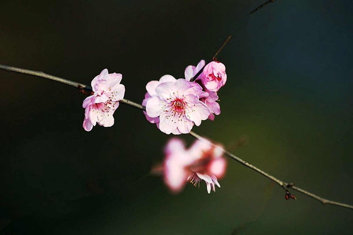 又见美人梅（五）