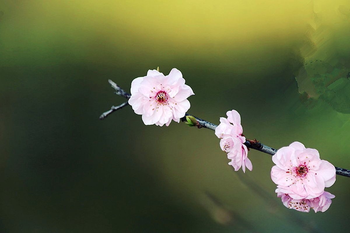 又见美人梅（五）