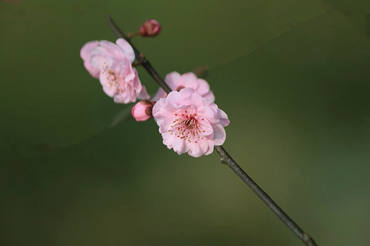 又见美人梅（五）