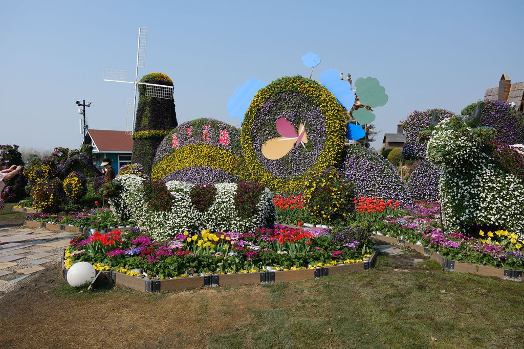 荷兰花海郁金香