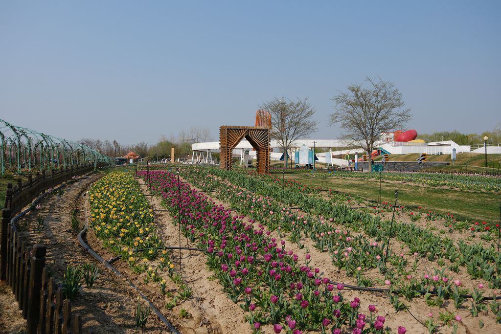 荷兰花海郁金香