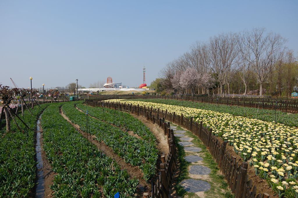 荷兰花海郁金香