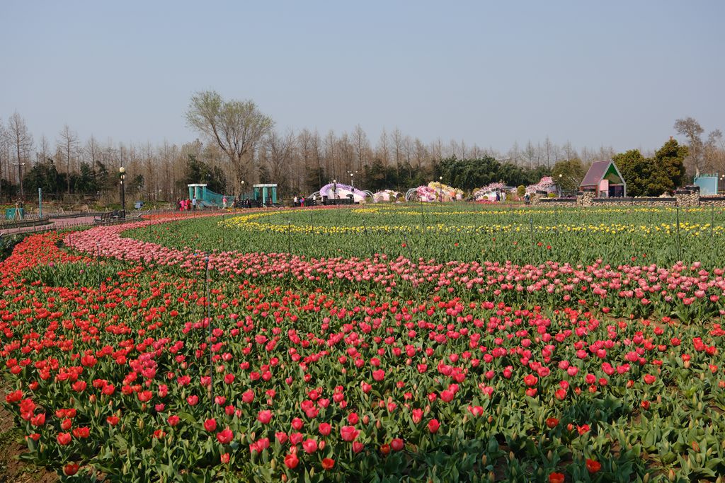 荷兰花海郁金香