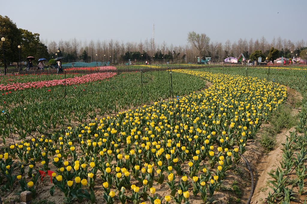 荷兰花海郁金香