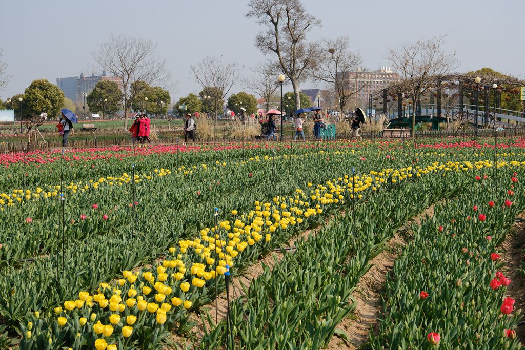 荷兰花海郁金香